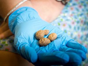 Supporting image for story: Archaeologists have found 10,900-year-old potato granules in ancient stone tools