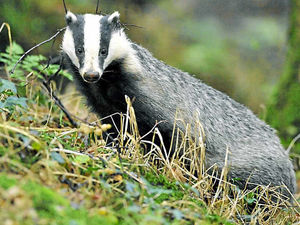 Supporting image for story: Owen Paterson hasn't ruled out Shropshire badger cull