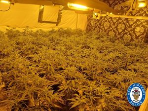 Supporting image for story: Police find 200 cannabis plants during search of Wednesbury address on unrelated matter