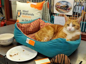 Supporting image for story: It's a cat's life for station pet George