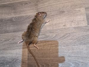 Supporting image for story: Shrewsbury mother plagued by rats and left waiting over a week for pest control