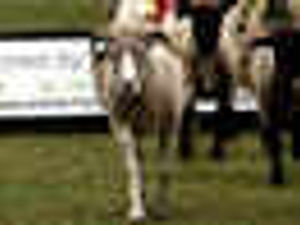 Supporting image for story: Restrictions lifted on ram sale