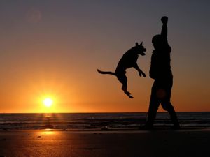 Supporting image for story: DNA evidence points to five different dog lineages 11,000 years ago