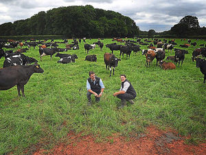 Supporting image for story: Grass is greener for dairy farm