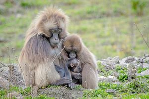Supporting image for story: Newborn at Dudley Zoo is cheeky little monkey - with video