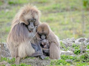 Supporting image for story: Newborn at Dudley Zoo is cheeky little monkey - with video