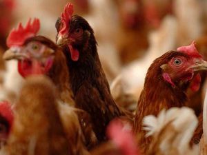 Supporting image for story: Plans to double chicken farm near Market Drayton