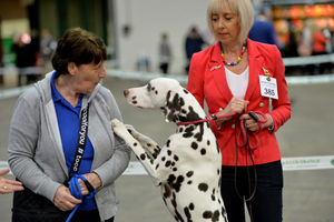 Janice Sears and Julia Green have some fun with Noah at the British Utility Breeds Association Show at the County Showground, Stafford