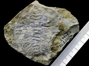 Supporting image for story: Researchers find ‘oldest eye ever’ in 530 million-year-old fossil