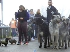 Supporting image for story: Crufts 2018: Highlights of day two at the Birmingham NEC event - plus pictures and video clips of top moments