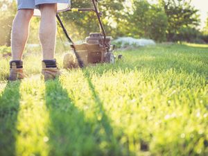 Supporting image for story: Revealed: West Midlands residents' biggest lawn care struggles