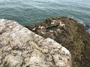 The stranded goats were at risk of drowning or starving