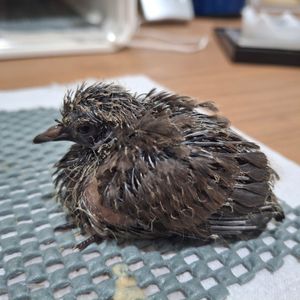A young blue-eyed ground dove squab (chick). Picture: Chester Zoo