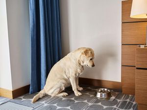 Supporting image for story: Not taking their dog on holiday worries nearly half of owners – survey