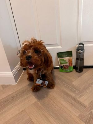 Rufus the cavapoo is a therapy dog at The Hart School in Rugeley.