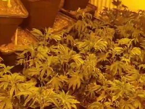 Supporting image for story: Cannabis farm found in Oldbury