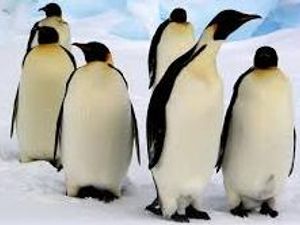 Supporting image for story: New exhibition held at Shrewsbury museum