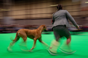A Great Dane is paraded at the Birmingham National Exhibition Centre (NEC) during the third day of the Crufts Dog Show. PA Photo. Issue date: Saturday March 7, 2020. See PA story ANIMALS Crufts. Photo credit should read: Jacob King/PA Wire.