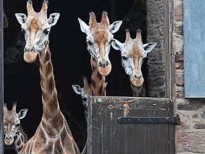 Supporting image for story: Stand up tall, we’ve got visitors! Chester Zoo residents welcome visitors as attraction reopens