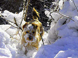 Supporting image for story: Latest reader snow photos