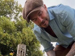 Supporting image for story: Tend it like Beckham: Shropshire nursery hails green-fingered former England star's choice of rose