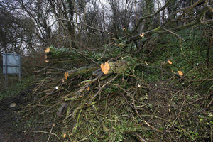 The fallen tree on the Hadley Road in Oakengates, Telford 