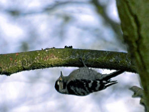 Supporting image for story: Rare woodpecker spotted at Telford lake