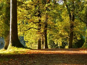 Supporting image for story: Dan Morris: Trees, leaves and mud up my sleeves