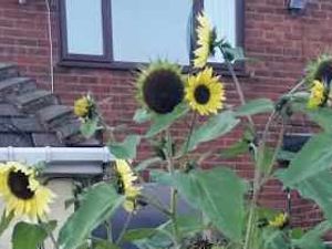 Supporting image for story: Is this the strangest sunflower in the Black Country?