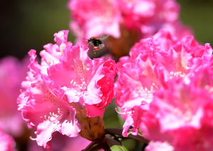 Tony and Marie Newton’s Four Seasons garden in Walsall
