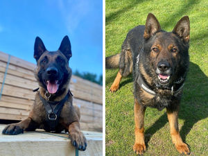 Supporting image for story: Watch: Police dog chases down and catches screaming violent disorder suspect in Wolverhampton