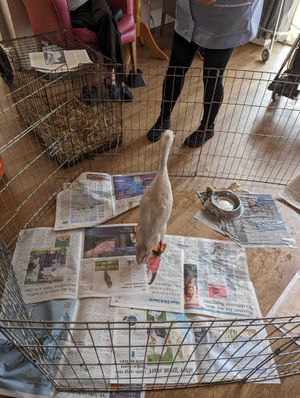 A duck called James Pond seemingly preparing for his next mission 