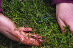 Encourage worms to come above ground