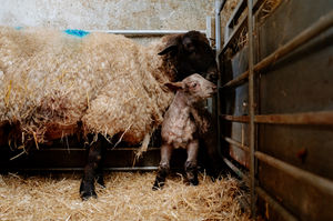 Baby hulk with his mum