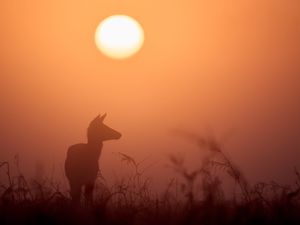 Supporting image for story: Saharan dust to bring colourful sunsets and ‘blood rain’ to UK