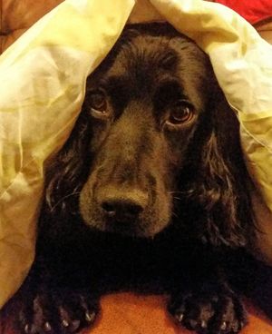 cocker spaniel Lenny, feeling sorry for himself.