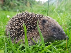 Supporting image for story: Urge your MP to join prickly debate, says hedgehog charity