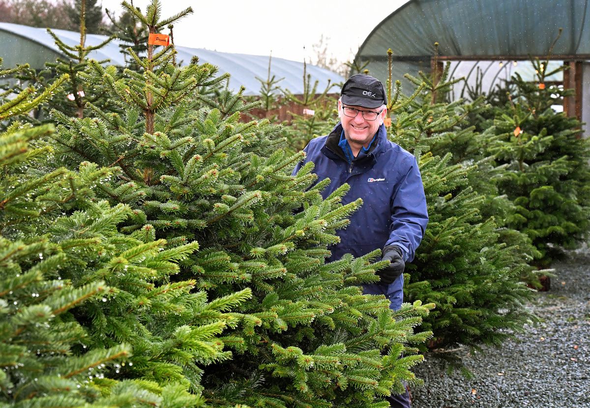 Christmas trees of real quality and a warm welcome promised by Wolverhampton nursery