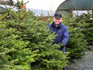 Supporting image for story: 'We'd love to see you' - Christmas trees of real quality and a warm welcome promised by Albrighton nursery