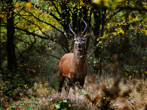 Supporting image for story: Country parks surge in popularity during pandemic and will get new funding