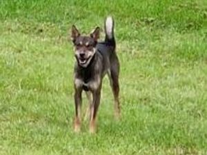 Supporting image for story: Police hunt dogs that killed 28 sheep in series of farm attacks