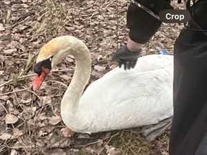 Supporting image for story: Swan successfully relocated after flying off course