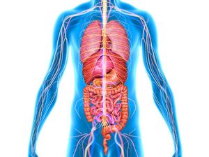 Supporting image for story: Scientists say they’ve discovered a new human organ