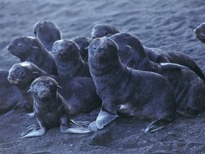 Supporting image for story: Giving birth on a live volcano helps boost numbers of struggling seal species
