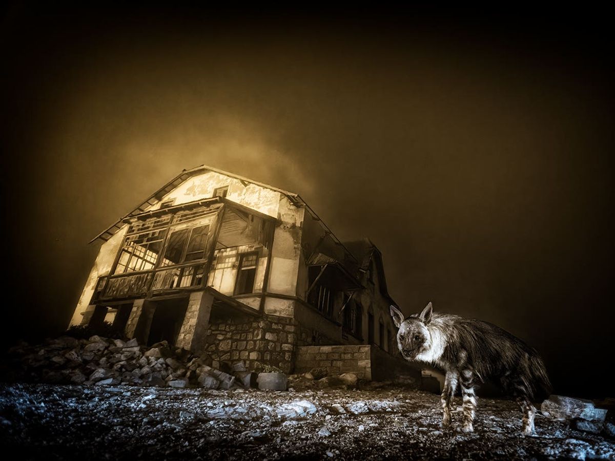 Haunting image of hyena in ghost town wins Wildlife Photographer of the Year