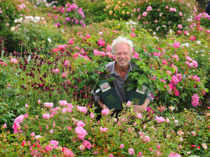 Supporting image for story: David Austin Roses to remain closed despite government's ease on lockdown restrictions