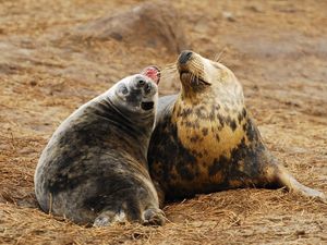 Supporting image for story: Hormone injections can help spread the love between strangers, seal study shows