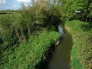 Supporting image for story: Company fined £120,000 for dumping waste and killing 320 fish