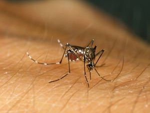 Supporting image for story: Over half of world’s population ‘could be at risk of mosquito-borne diseases’