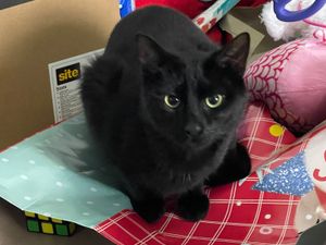 Supporting image for story: Dudley cat owners urged to be vigilant after spate of deaths linked with poisoning